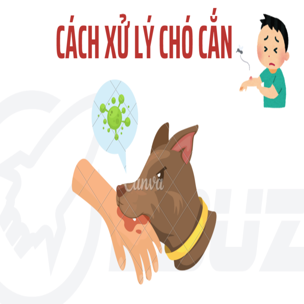 Cách Xử Trí Vết Thương Khi Bị Chó Cắn